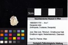 Foto (Objket + Etiketten) von Goniodromites bidentatus (Reuss, 1858) 
